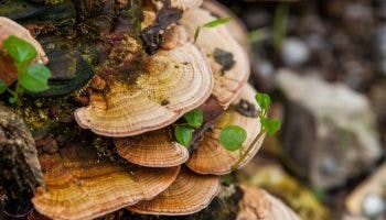 Yunzhi mushroom benefits