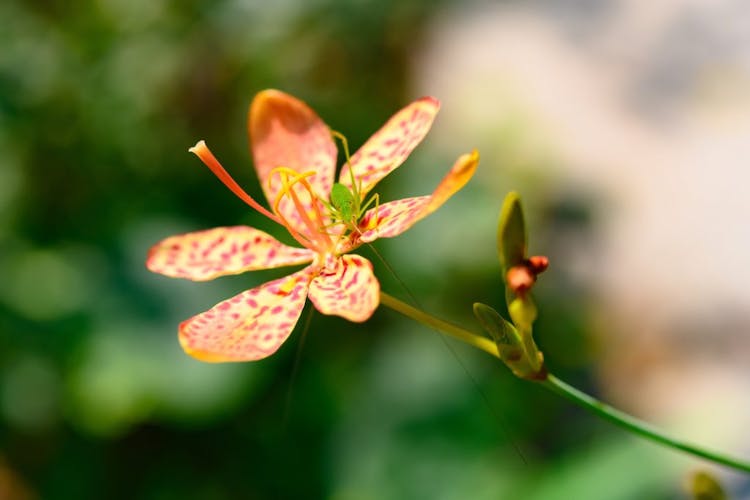 Rhizoma Belamcandae (She Gan) flower