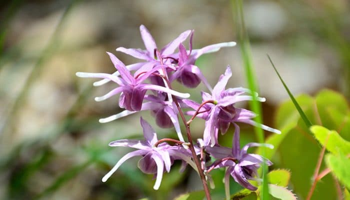 Unique flowers of barrenwort, bishop's hat, fairy wing or horny goat weed