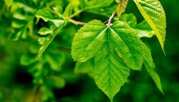 Mulberry leaves hanging from the tree