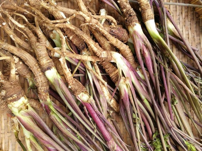 Fresh dong quai roots laid out in woven basket