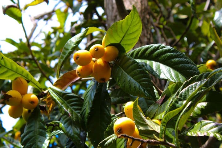 Loquat fruits and leaves on a loquat tree.