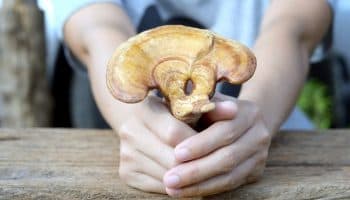 A partial view of a woman’s hands holding out a piece of lingzhi mushroom