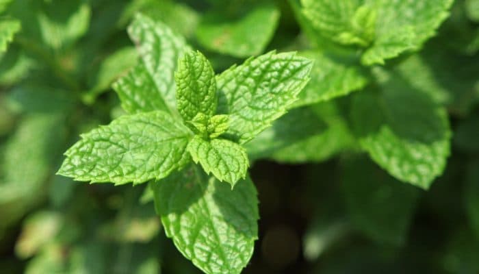 Close up of Peppermint leaves