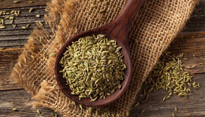 Close up of Fennel TCM Herb