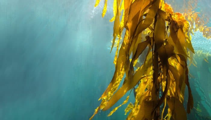 Underwater kelp (laminaria)