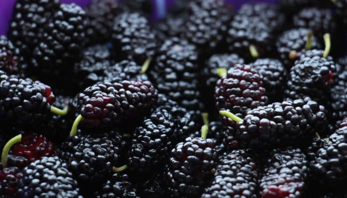 Close up of Mulberry Fruit