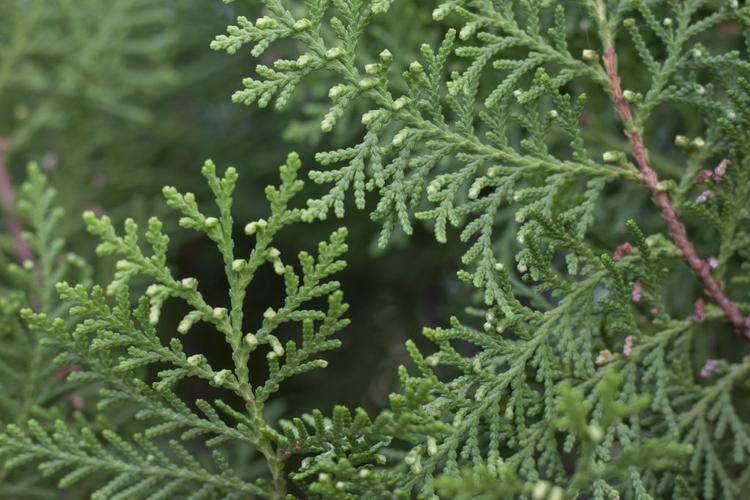 Close up of Platycladus orientalis (Ce Bai Ye)