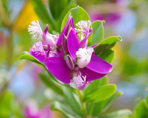 Thinleaf Milkwort