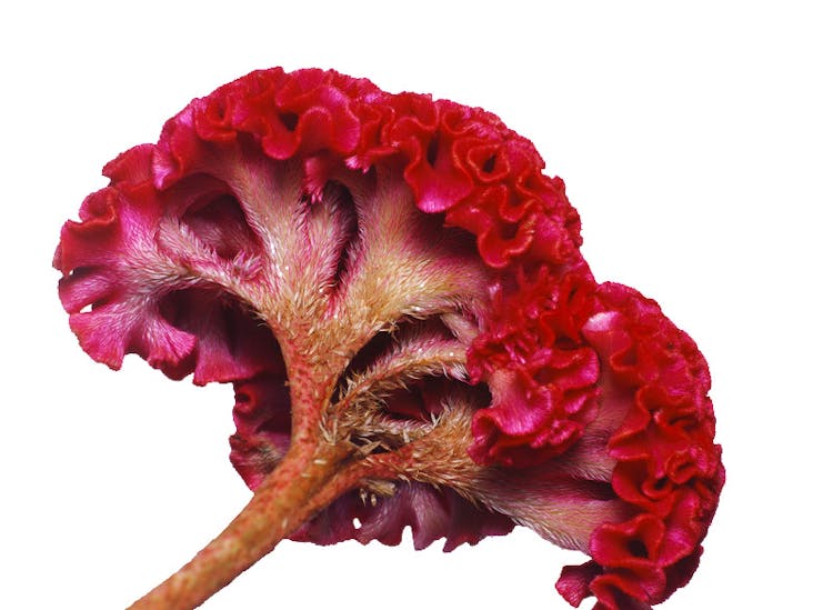 Close up of Cockscomb Flower