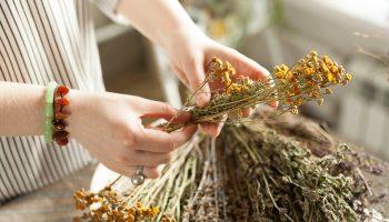 A woman holding dry herbs like dried chrysanthemum flowers on a wooden table