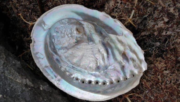 Abalone Shell