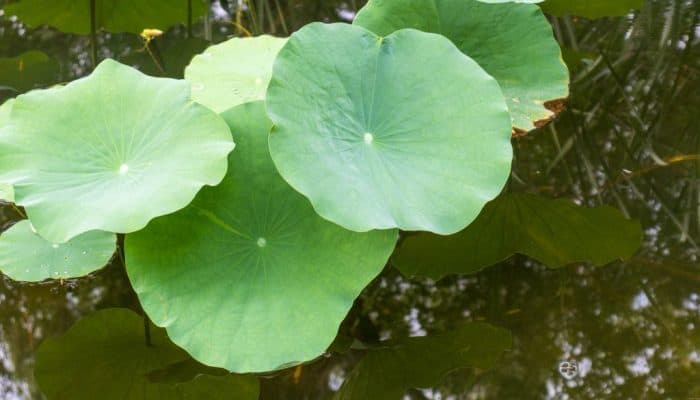 Lotus Leaf