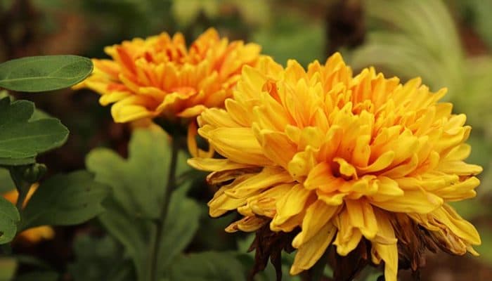 Chrysanthemum Flower