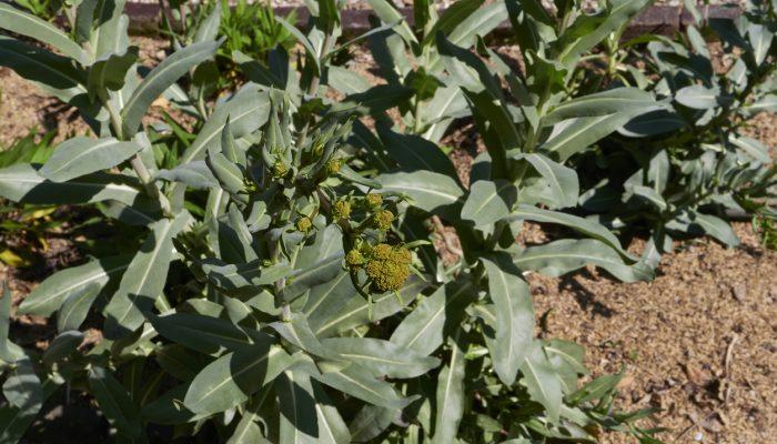 Close up of Isatis Tinctoria (Da Qing Ye)